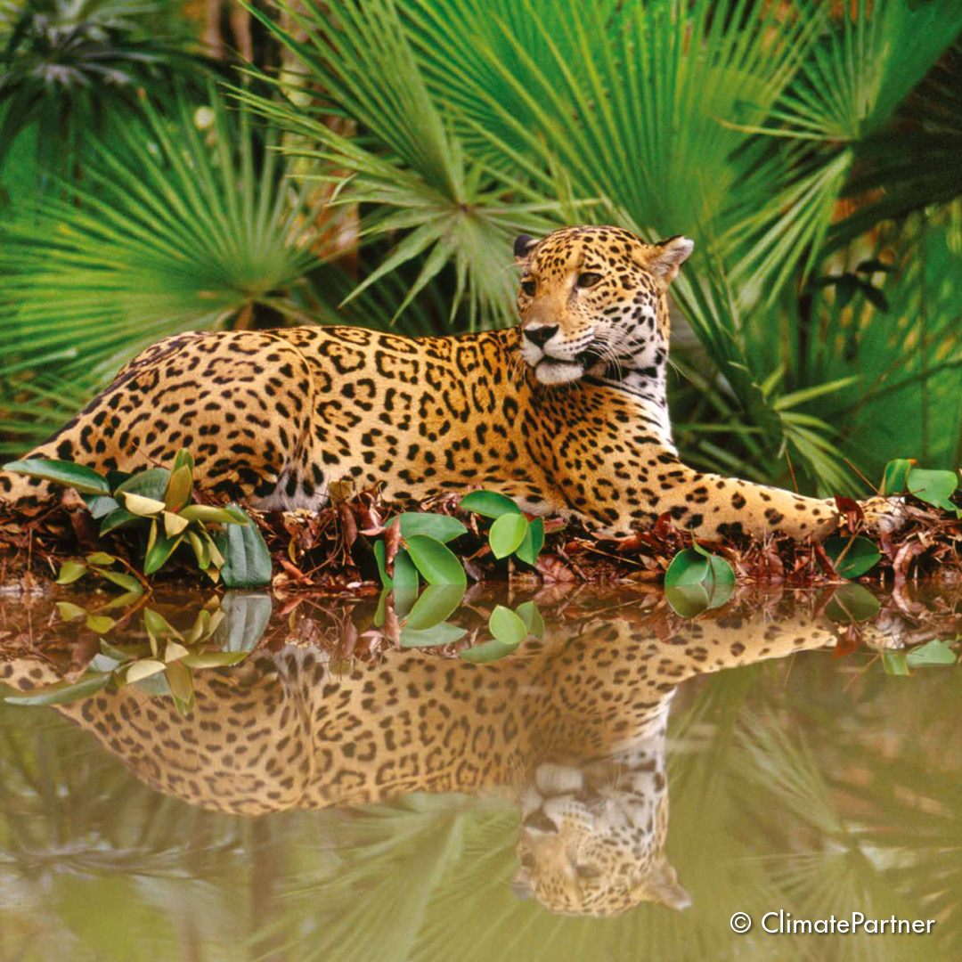 Ein majestätischer Panther, unterstreicht das Engagement von Salone Lupo als klimaneutraler Friseursalon für Nachhaltige Haarpflege und den Erhalt bedrohter Arten.